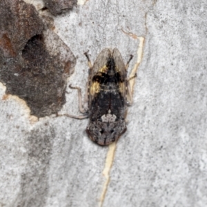 Stenocotis depressa at Bruce, ACT - 31 Dec 2021