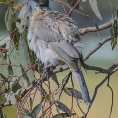 Philemon corniculatus (Noisy Friarbird) at QPRC LGA - 31 Dec 2021 by WHall