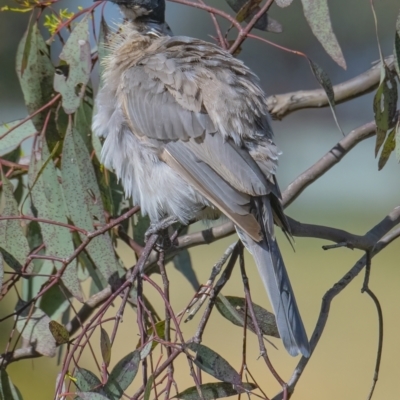 Philemon corniculatus (Noisy Friarbird) at QPRC LGA - 31 Dec 2021 by WHall