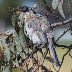 Philemon corniculatus at Googong, NSW - 1 Jan 2022