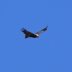 Aquila audax (Wedge-tailed Eagle) at Lake George, NSW - 1 Jan 2022 by Rixon