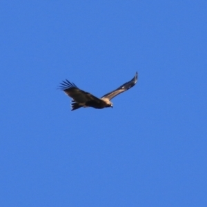 Aquila audax at Lake George, NSW - 1 Jan 2022 11:45 AM