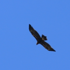 Aquila audax at Lake George, NSW - 1 Jan 2022 11:45 AM