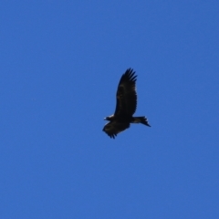 Aquila audax at Lake George, NSW - 1 Jan 2022 11:45 AM