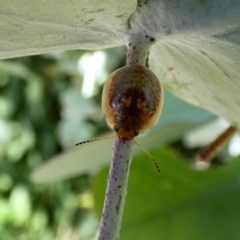 Paropsisterna m-fuscum (Eucalyptus Leaf Beetle) at McKellar, ACT - 1 Jan 2022 by Amata