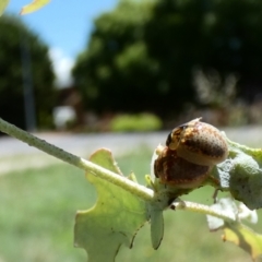 Paropsisterna m-fuscum at McKellar, ACT - 1 Jan 2022