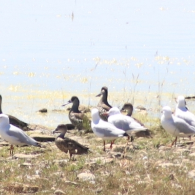 Malacorhynchus membranaceus (Pink-eared Duck) at Lake George, NSW - 1 Jan 2022 by Rixon