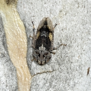 Stenocotis depressa at Higgins, ACT - 30 Dec 2021 11:00 AM