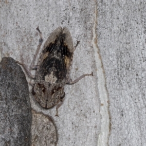 Stenocotis depressa at Higgins, ACT - 30 Dec 2021 11:00 AM