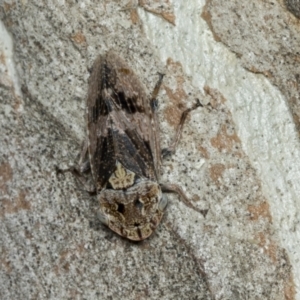 Stenocotis depressa at Higgins, ACT - 30 Dec 2021 11:00 AM