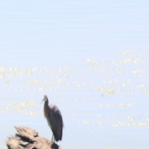 Egretta novaehollandiae at Lake George, NSW - 1 Jan 2022