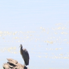 Egretta novaehollandiae (White-faced Heron) at Lake George, NSW - 1 Jan 2022 by Rixon