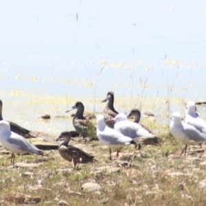 Anas gracilis at Lake George, NSW - 1 Jan 2022 11:54 AM