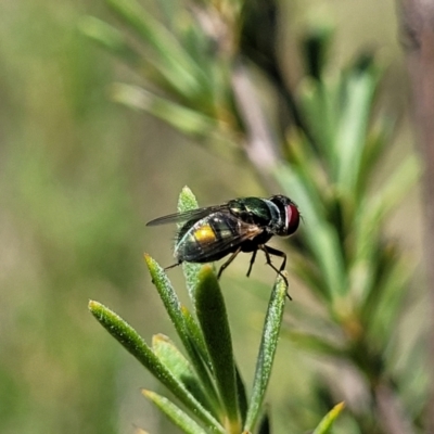 Lucilia cuprina at Molonglo Valley, ACT - 31 Dec 2021 by trevorpreston