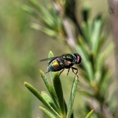 Unidentified Blow fly (Calliphoridae) (TBC) at Molonglo Valley, ACT - 31 Dec 2021 by tpreston