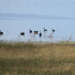 Cygnus atratus (Black Swan) at QPRC LGA - 1 Jan 2022 by Rixon