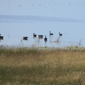 Cygnus atratus at Lake George, NSW - 1 Jan 2022 11:51 AM