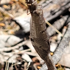 Myrmeleontidae (family) (Unidentified Antlion Lacewing) at Denman Prospect 2 Estate Deferred Area (Block 12) - 1 Jan 2022 by tpreston