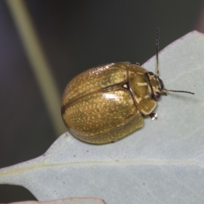 Paropsisterna cloelia (Eucalyptus variegated beetle) at Bruce, ACT - 30 Dec 2021 by AlisonMilton