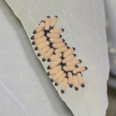 Paropsisterna cloelia at Bruce, ACT - 31 Dec 2021