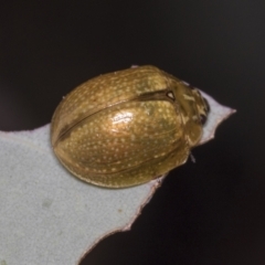 Paropsisterna cloelia at Bruce, ACT - 31 Dec 2021