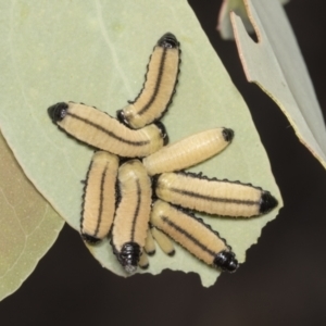 Paropsisterna cloelia at Bruce, ACT - 31 Dec 2021
