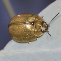 Paropsisterna cloelia at Bruce, ACT - 31 Dec 2021