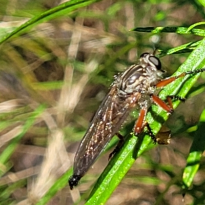 Zosteria sp. (genus) (Common brown robber fly) at Molonglo Valley, ACT - 1 Jan 2022 by trevorpreston