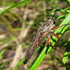 Zosteria sp. (genus) (Common brown robber fly) at Molonglo Valley, ACT - 1 Jan 2022 by tpreston