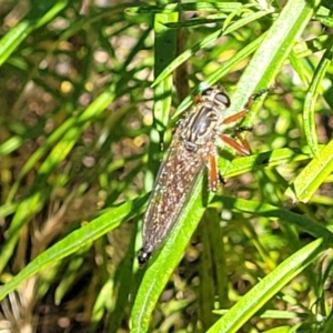 Zosteria sp. (genus) at Molonglo Valley, ACT - 1 Jan 2022