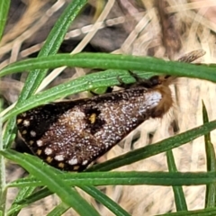 Epicoma contristis (Yellow-spotted Epicoma Moth) at Block 402 - 1 Jan 2022 by trevorpreston