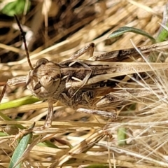 Oedaleus australis (Australian Oedaleus) at Denman Prospect 2 Estate Deferred Area (Block 12) - 1 Jan 2022 by tpreston