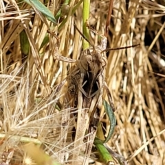 Oedaleus australis at Molonglo Valley, ACT - 1 Jan 2022 11:16 AM