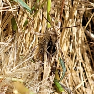 Oedaleus australis at Molonglo Valley, ACT - 1 Jan 2022