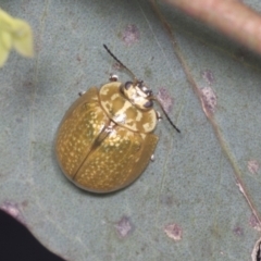 Paropsisterna cloelia (Eucalyptus variegated beetle) at Bruce, ACT - 30 Dec 2021 by AlisonMilton