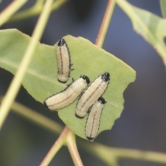 Paropsisterna cloelia at Bruce, ACT - 31 Dec 2021