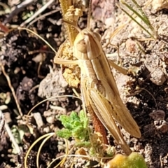 Macrotona australis (Common Macrotona Grasshopper) at Piney Ridge - 1 Jan 2022 by trevorpreston