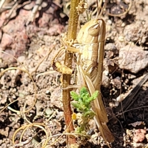 Macrotona australis at Molonglo Valley, ACT - 1 Jan 2022