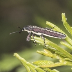 Rhinotia sp. (genus) (Unidentified Rhinotia weevil) at Bruce, ACT - 30 Dec 2021 by AlisonMilton