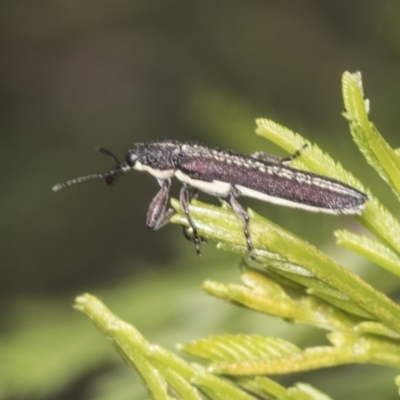 Rhinotia sp. (genus) (Unidentified Rhinotia weevil) at Bruce Ridge to Gossan Hill - 30 Dec 2021 by AlisonMilton