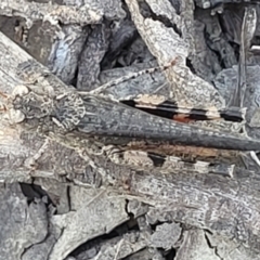 Pycnostictus seriatus (Common Bandwing) at Molonglo Valley, ACT - 1 Jan 2022 by tpreston