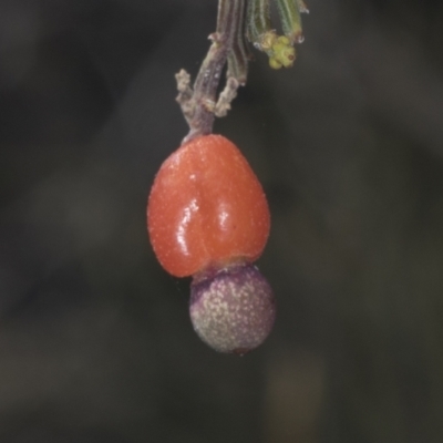 Exocarpos cupressiformis (Cherry Ballart) at Bruce Ridge to Gossan Hill - 30 Dec 2021 by AlisonMilton