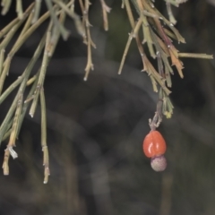 Exocarpos cupressiformis at Bruce, ACT - 31 Dec 2021