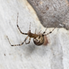 Theridiidae sp. (family) (Comb-footed spider) at Bruce, ACT - 30 Dec 2021 by AlisonMilton