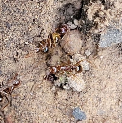 Aphaenogaster longiceps (Funnel ant) at Block 402 - 1 Jan 2022 by trevorpreston