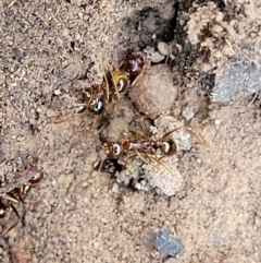 Aphaenogaster longiceps (Funnel ant) at Block 402 - 1 Jan 2022 by trevorpreston