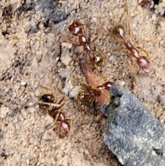 Aphaenogaster longiceps at Stromlo, ACT - 1 Jan 2022