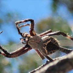 Backobourkia (genus) (An orb weaver) at Stromlo, ACT - 1 Jan 2022 by trevorpreston