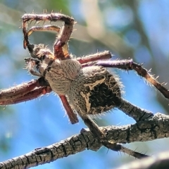 Backobourkia sp. (genus) at Stromlo, ACT - 1 Jan 2022