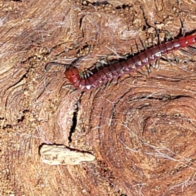 Scolopendromorpha (order) (A centipede) at Bluetts Block Area - 1 Jan 2022 by trevorpreston